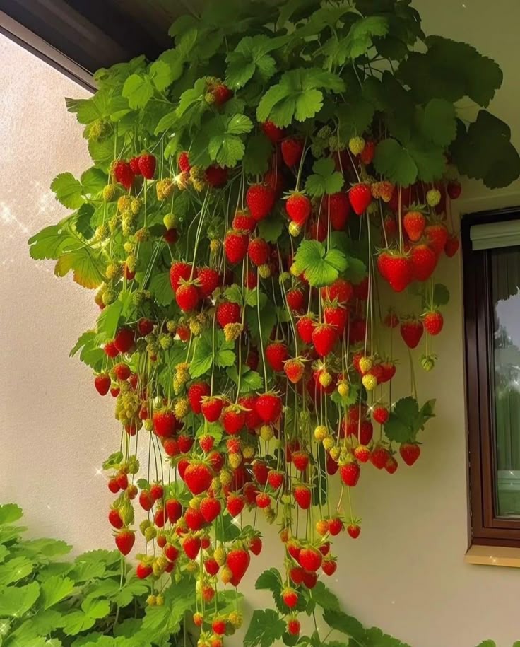 🍓 200 Semillas de Fresas Gigantes + Guía Paso a paso