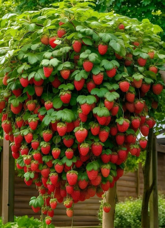 🍓 200 Semillas de Fresas Gigantes + Guía Paso a paso